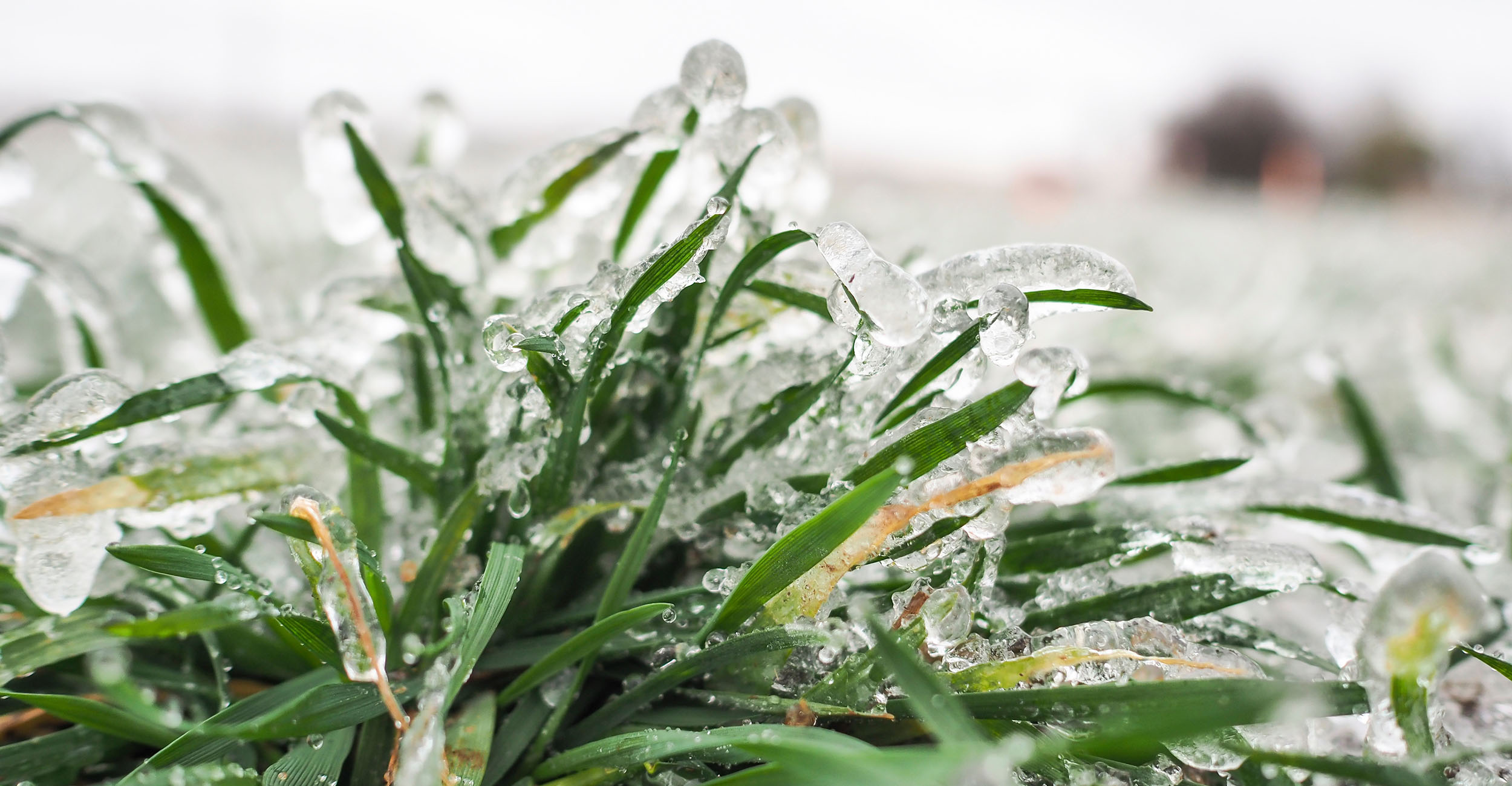 Photo of ice-coated wheat.