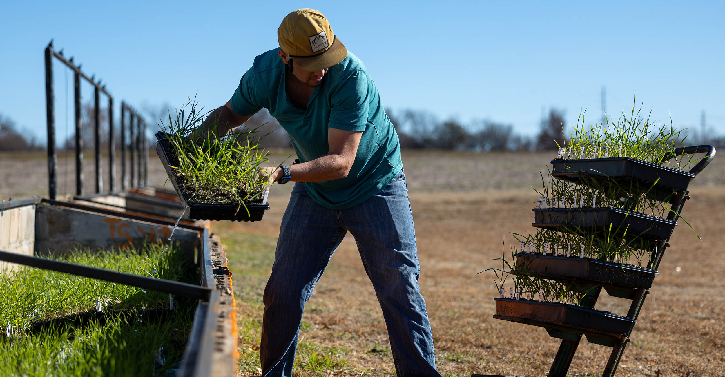 A man wearing a yellow ball cap, teal T-shirt and blue jeans moves flats of small wheat plants from an outdoor raised bed to a cart for transport to inside a greenhouse.