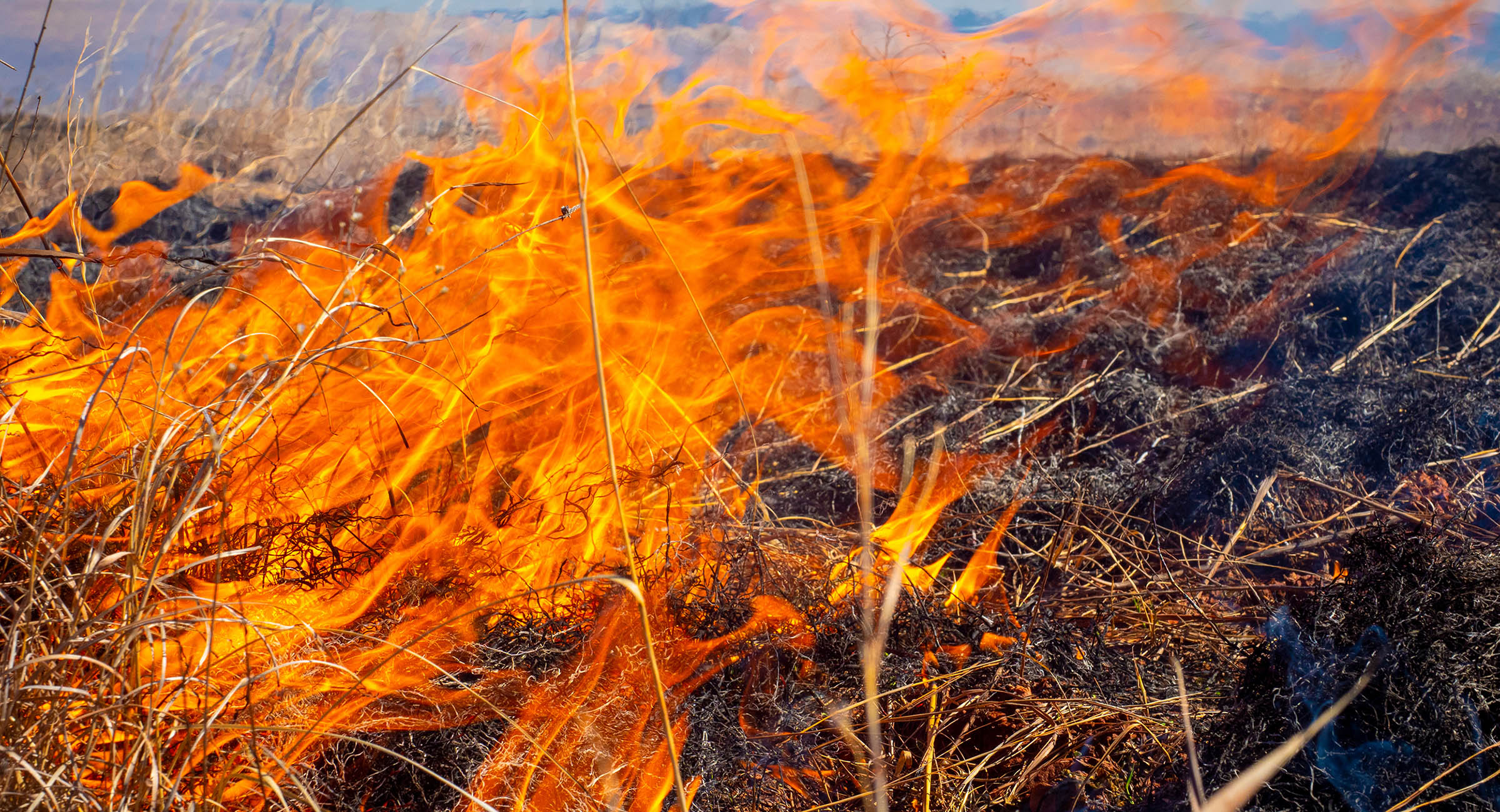 bright orange flames burn in brown, dried grass in a pasture