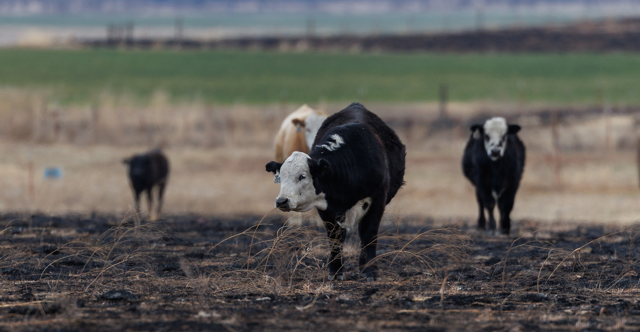Four cows stand on charred grass. In the background is a green field, untouched by the wildfire.