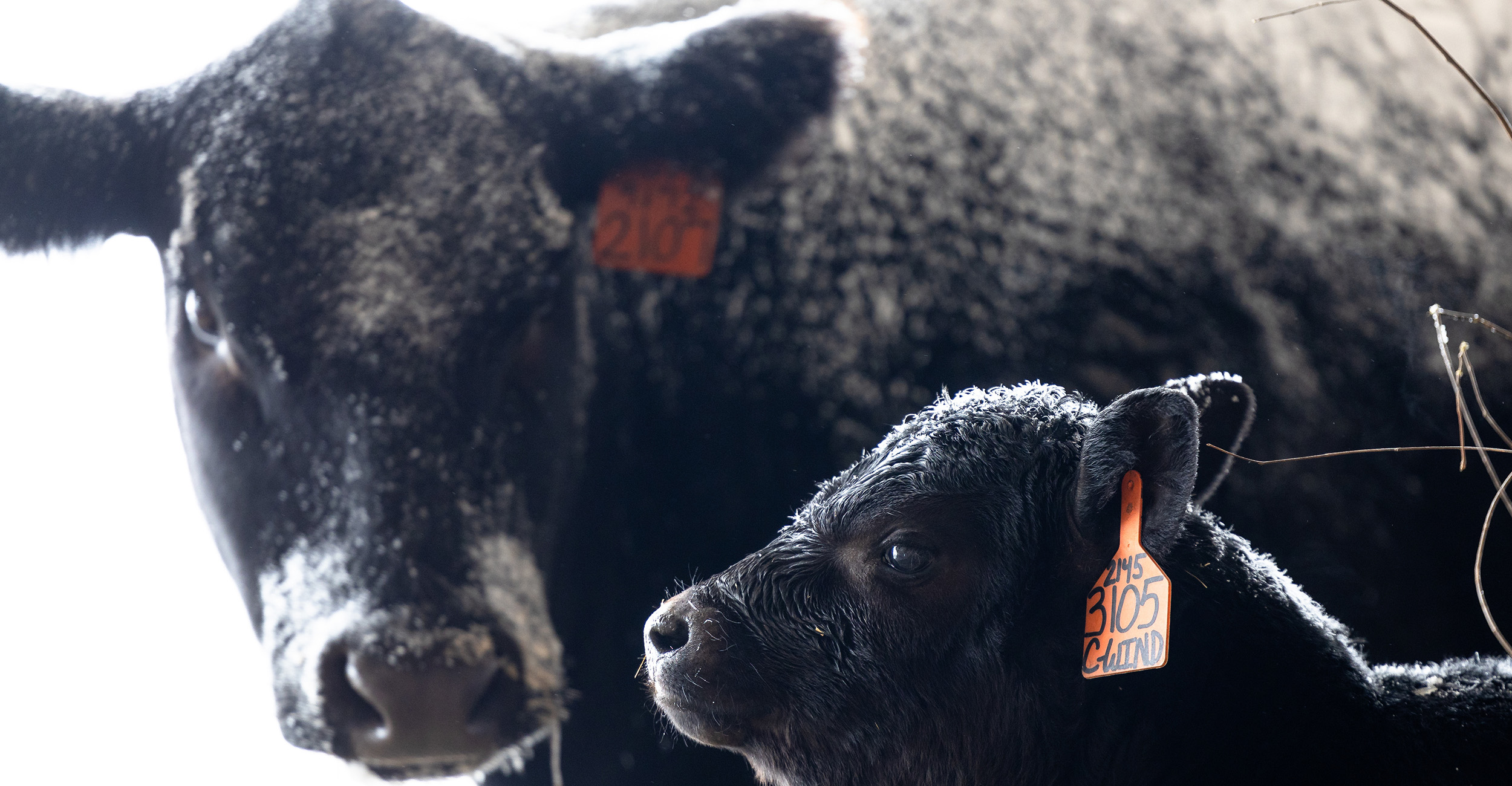 Preparation Tips For Winter Calving | Oklahoma State University