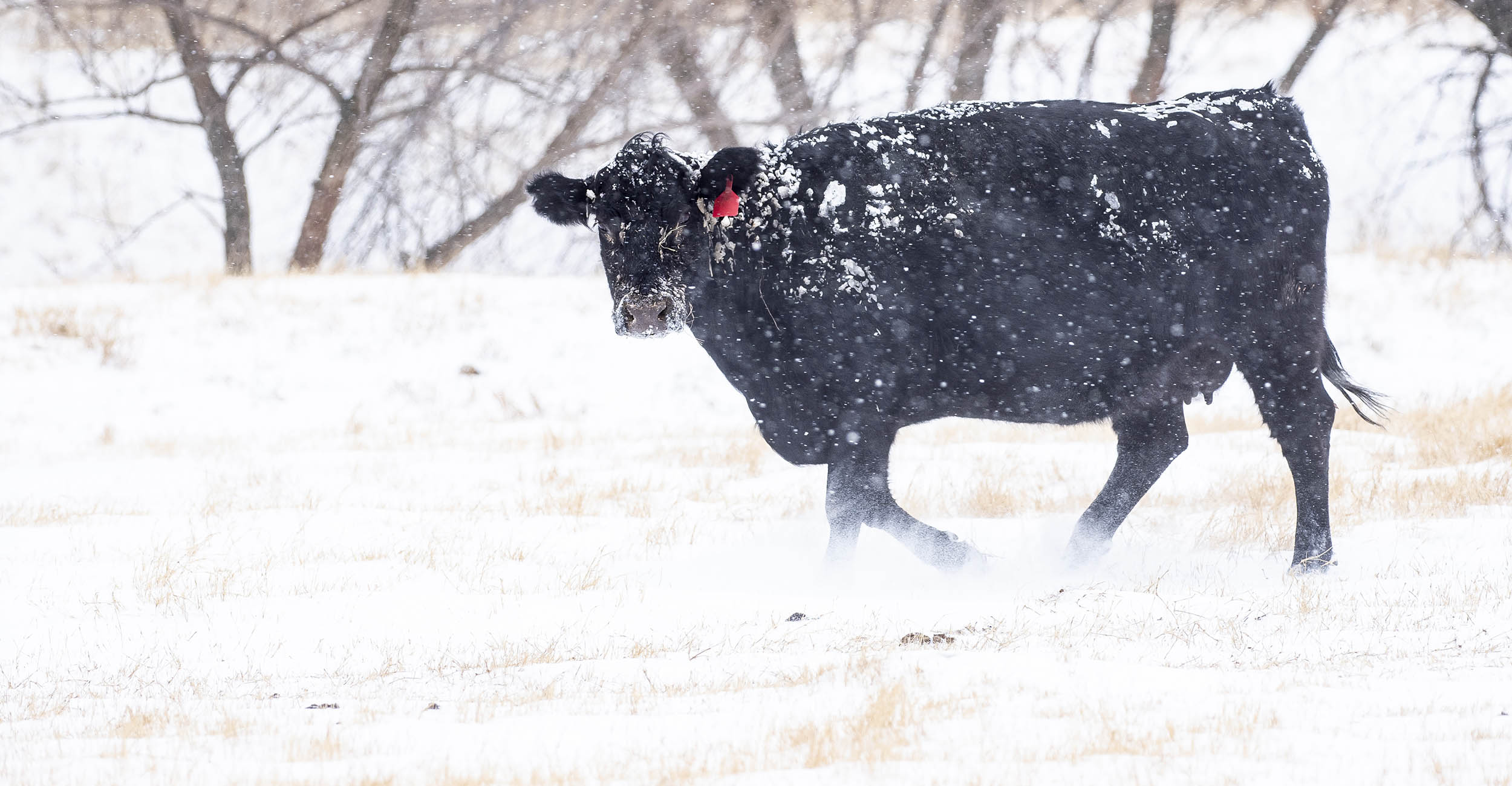 cow walking in snow