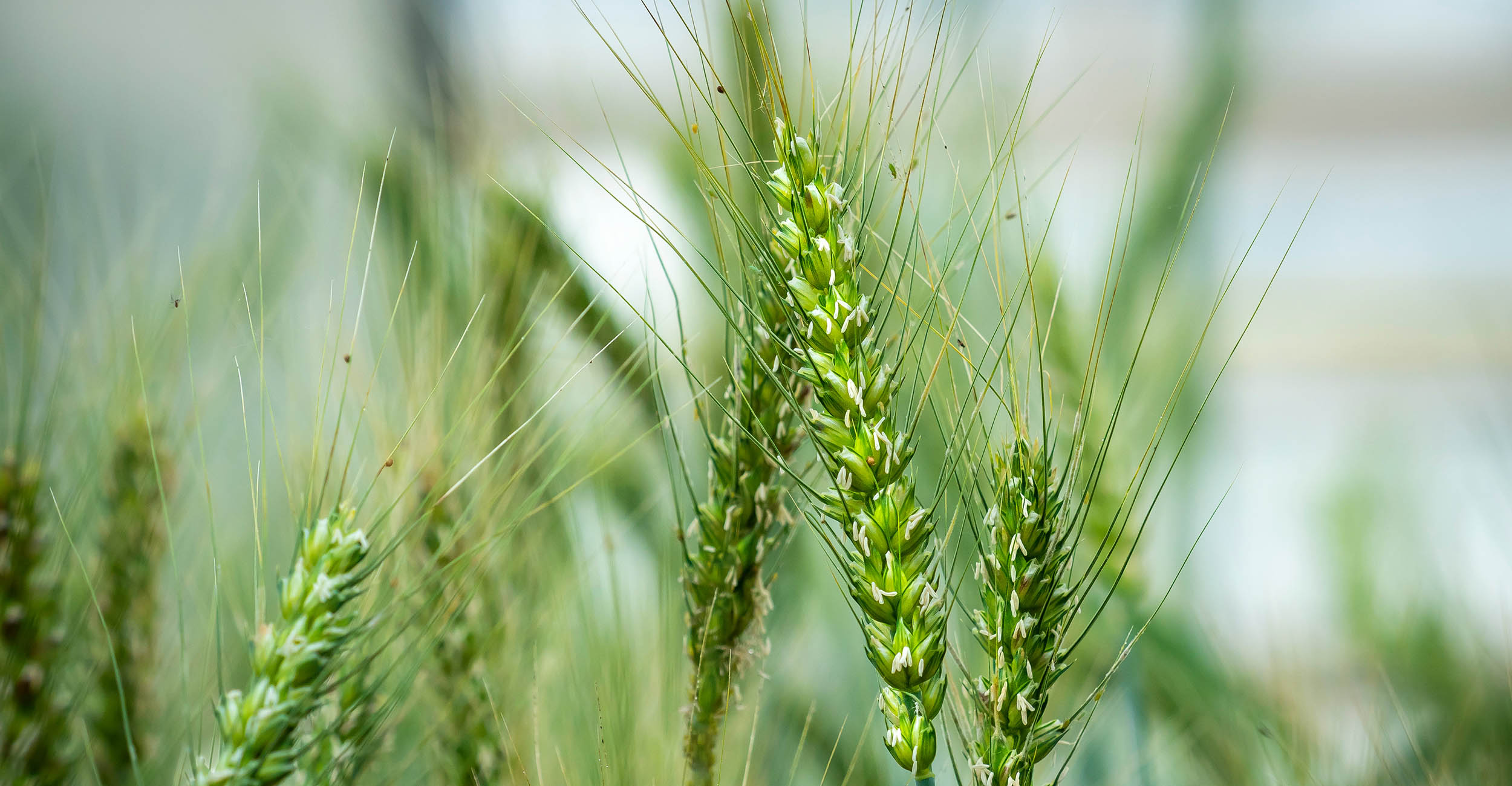 a close up of young green wheat stalks in a field