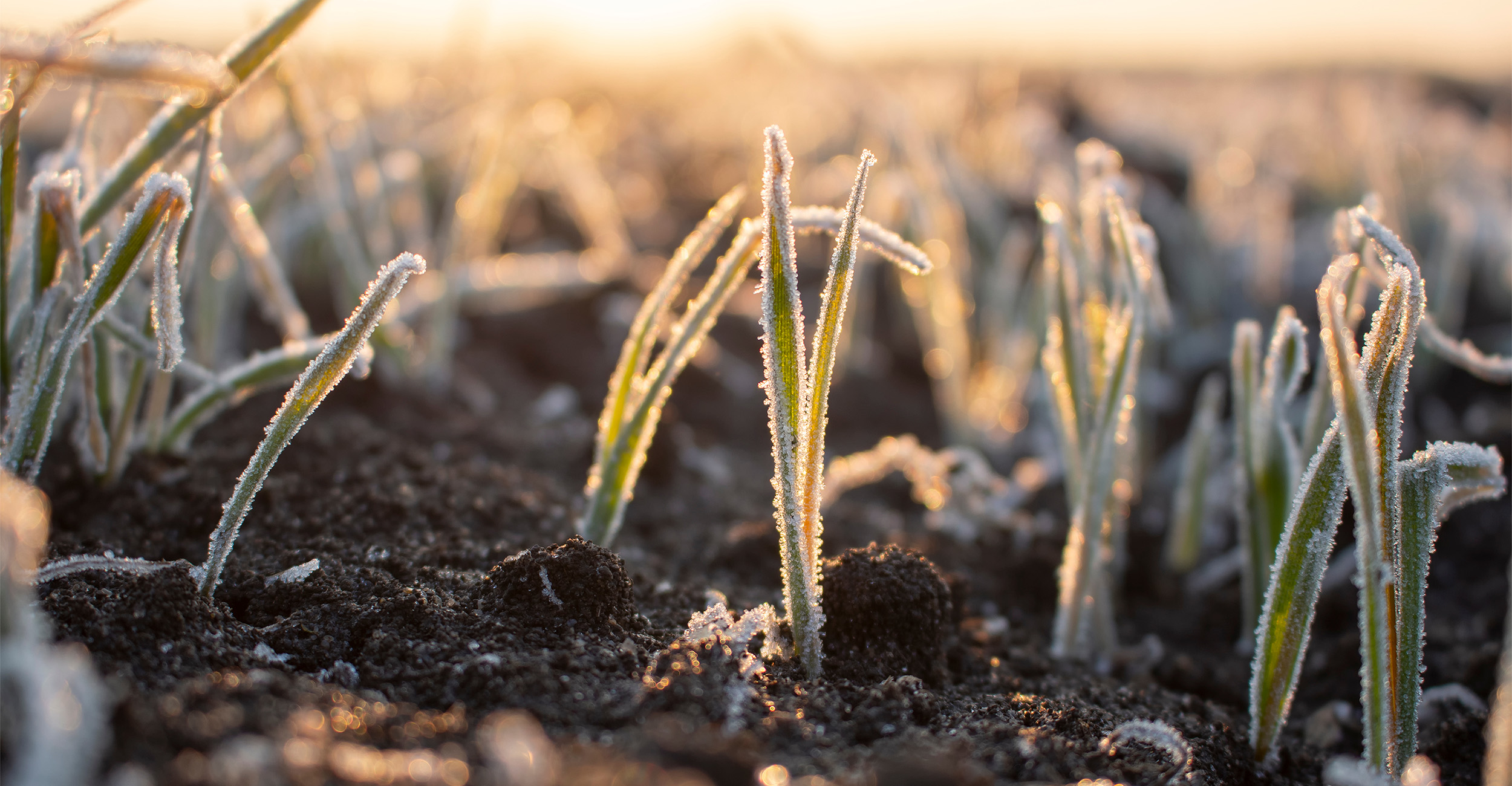 Close-up image of a young crop growing in a field.