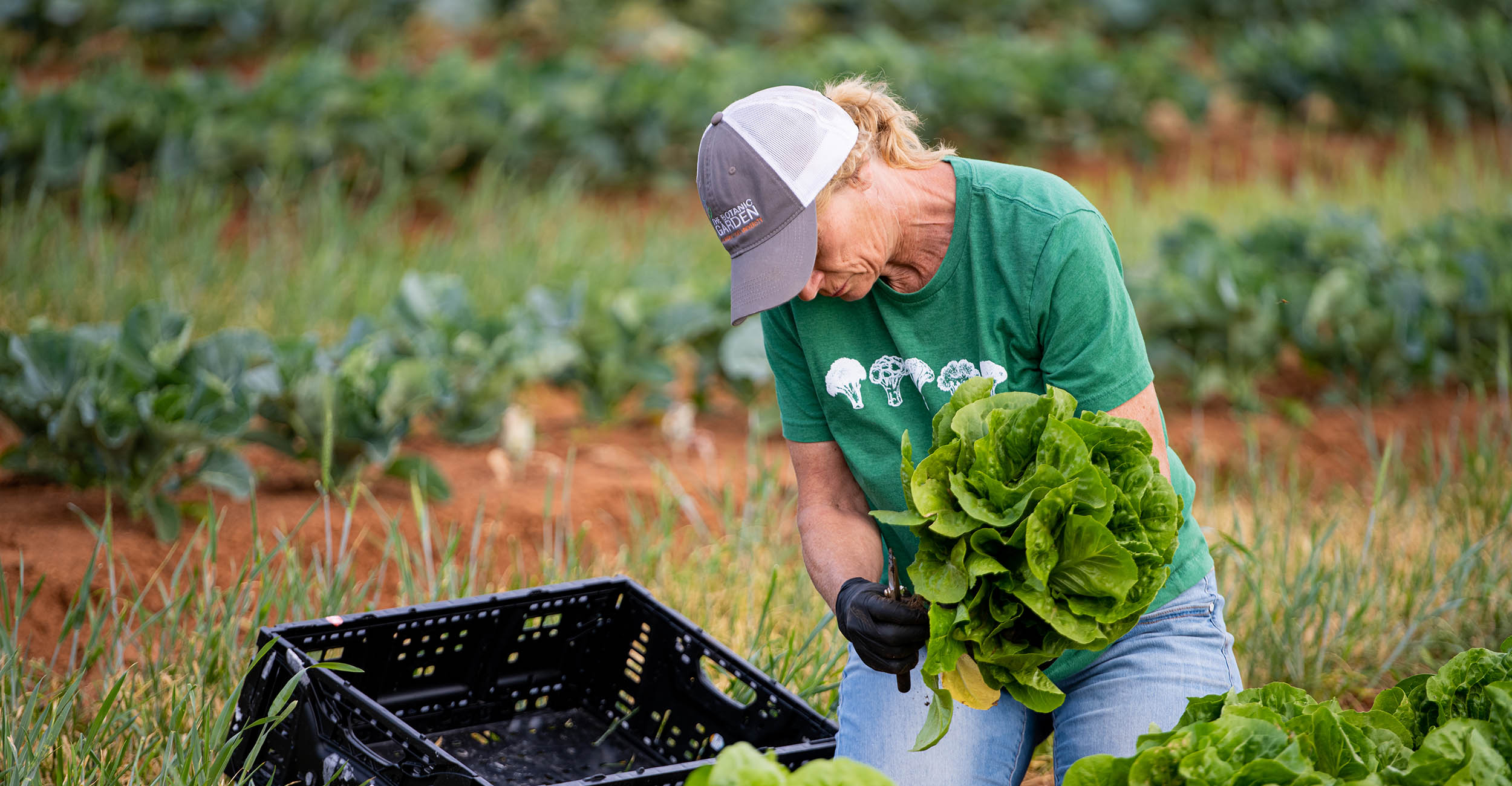 A woman in a ball cap, green T-shirt and jeans kneels beside a row of harvest ready lettuce plants, trimming the roots of a plant she just pulled from the ground to place in a black, plastic bin.