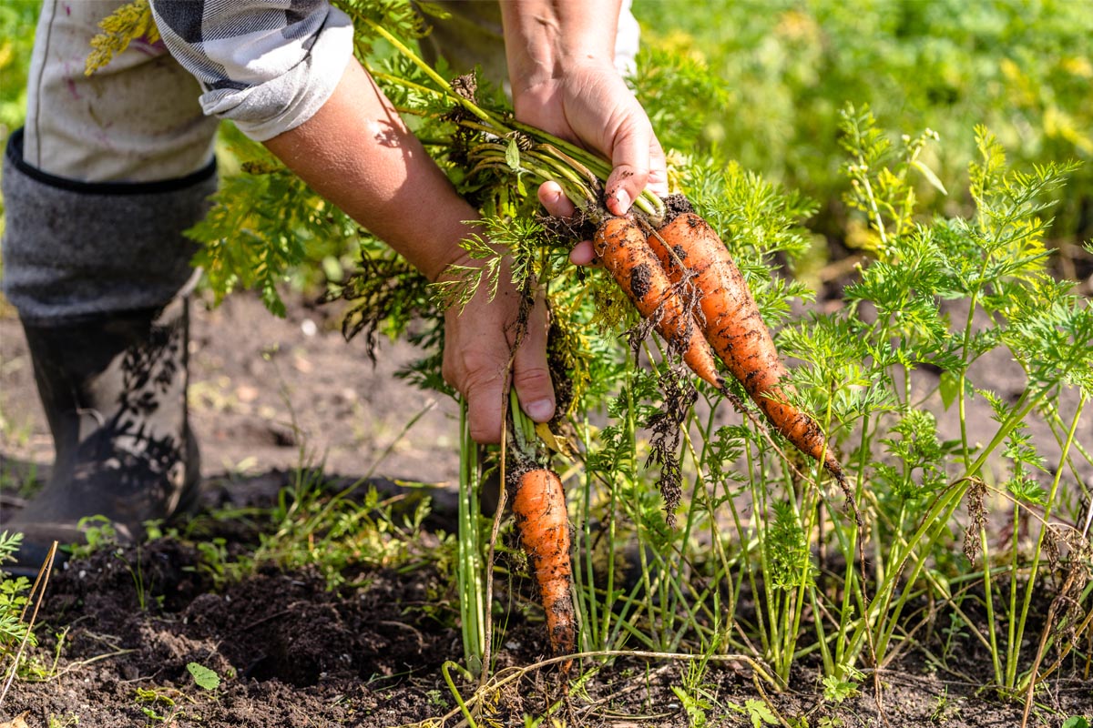 Fall Gardening Oklahoma State University Fall Gardening Oklahoma State University