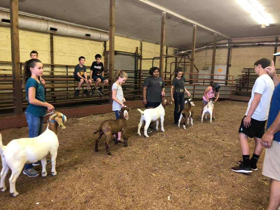 A group of kids showing their goats.