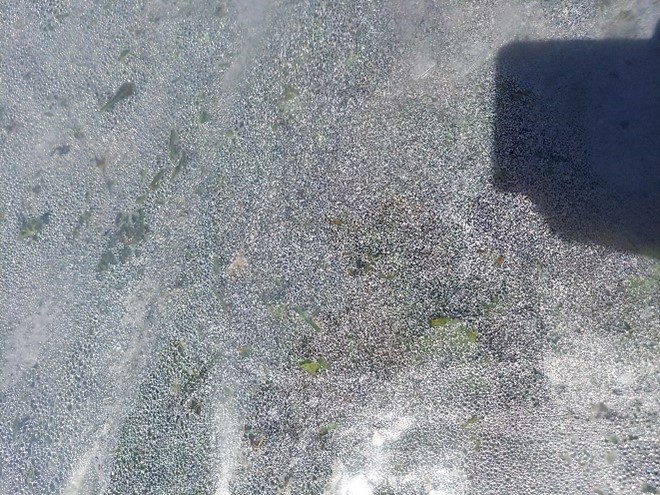 Condensation formed on grass under clear plastic. Condensation formed on grass under clear plastic.
