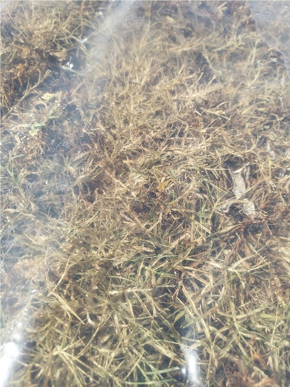 Brown grass under clear plastic. Brown grass under clear plastic.