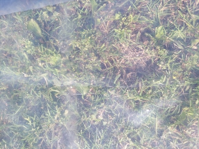 Grass underneath clear plastic. Grass underneath clear plastic.