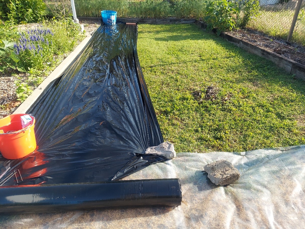 Black plastic covering grass. Black plastic covering grass.