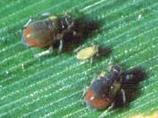Two small black bugs on a green leaf.