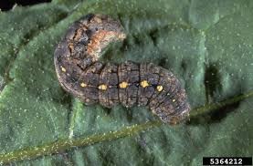 Be on the Lookout for Variegated Cutworm in Alfalfa | Oklahoma State ...