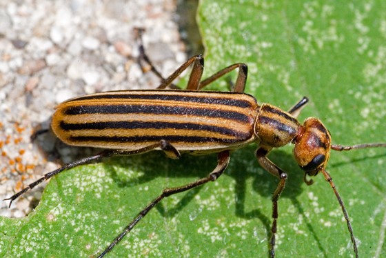 blister beetle bite