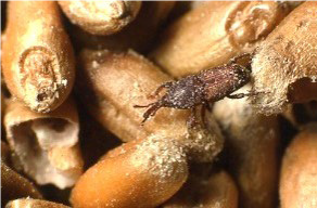 Small brown rice weevil bug crawling across grain