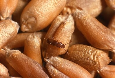 Small brown rusty grain beetle crawling across pieces of grain