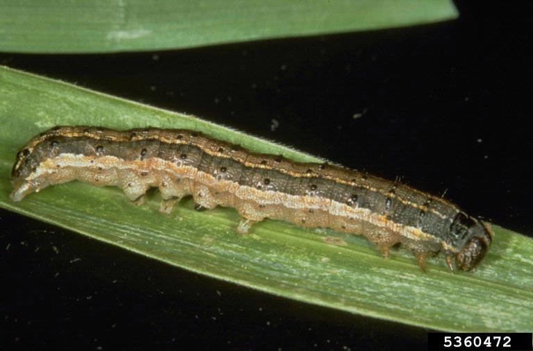 A mature armyworm on a green leaf. A mature armyworm on a green leaf.