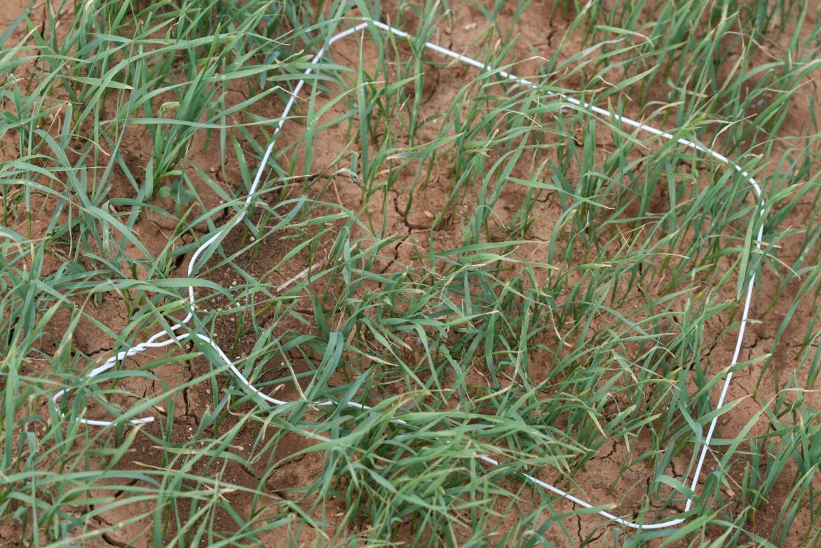 A hanger stretched out around a section of grass. A hanger stretched out around a section of grass.