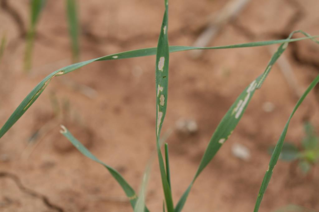 Blades of grass with light colored marks. Blades of grass with light colored marks.