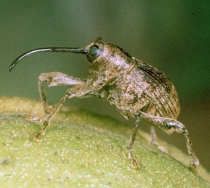 A small brown bug with a long black beak on a green leaf. 