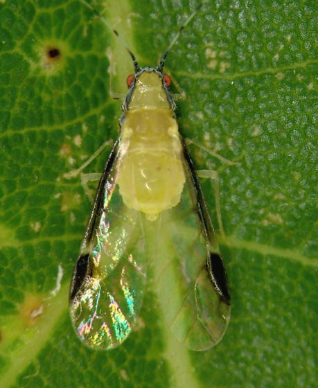 A small yellow and clear bug, with black on its wings,  on a green leaf. 