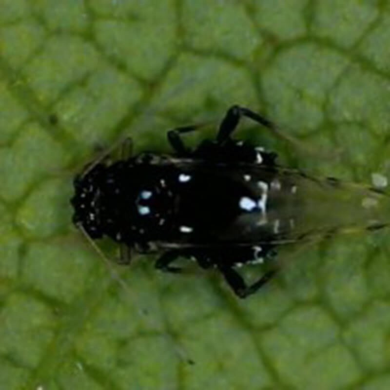 A small black bug on a green leaf. 