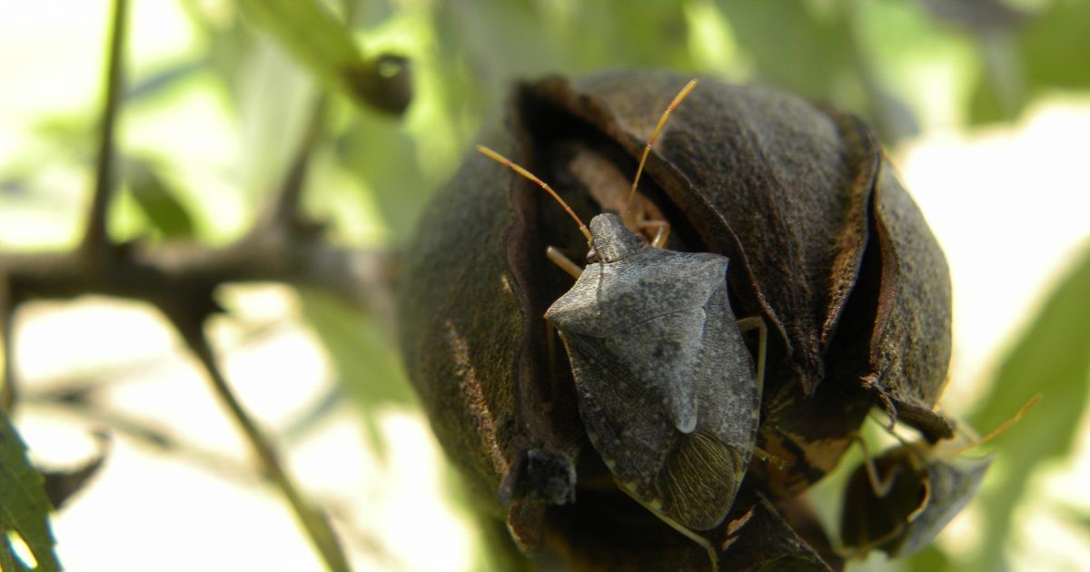 A medium sized black bug sitting in the shell of a nut still on the plant.