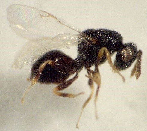 Alfalfa Seed Chalcid Adult