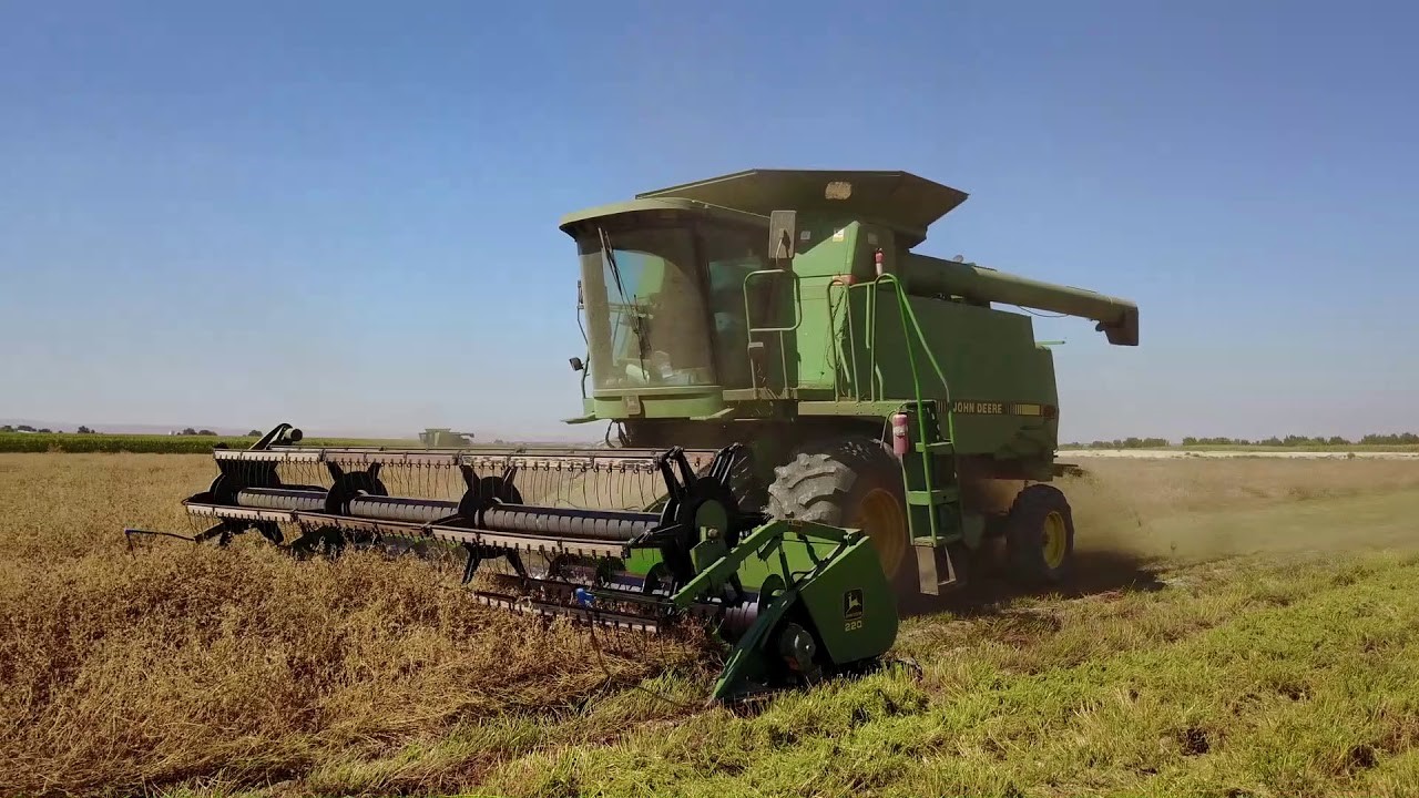 Harvesting alfalfa seed. Briggs Farms, Marsing, ID.