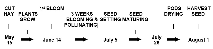 Time from first cutting to seed harvest