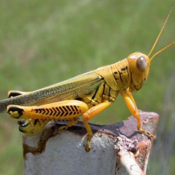 Planning for Alfalfa Seed Production and Grasshopper Control | Oklahoma ...