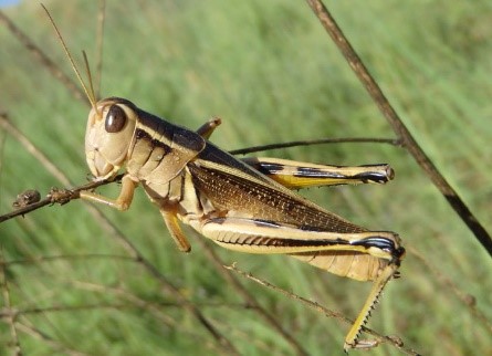 Planning for Alfalfa Seed Production and Grasshopper Control | Oklahoma ...