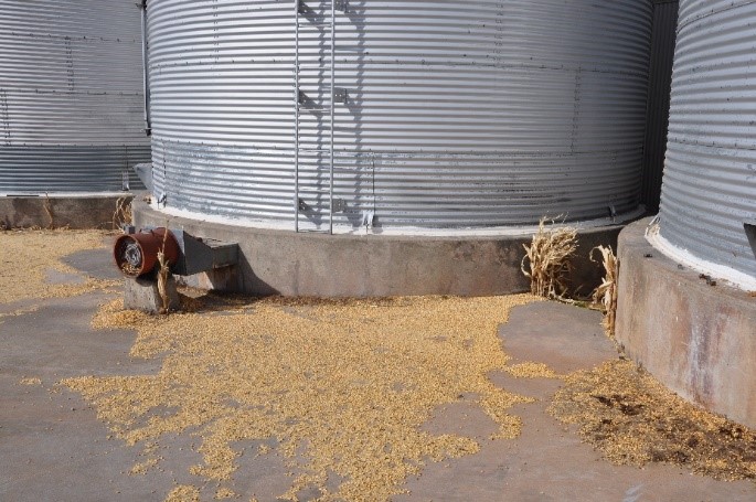 Spilled grain around the outside of the storage bin.