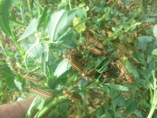 A swarm of orange and black blister beetles all sitting on and eating a green leafy plant. A swarm of orange and black blister beetles all sitting on and eating a green leafy plant.