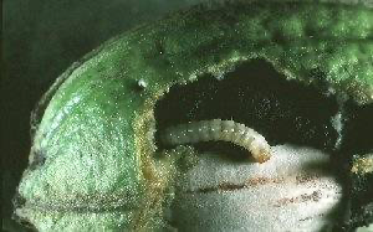 A small green worm inside a hole in the side of a plant.