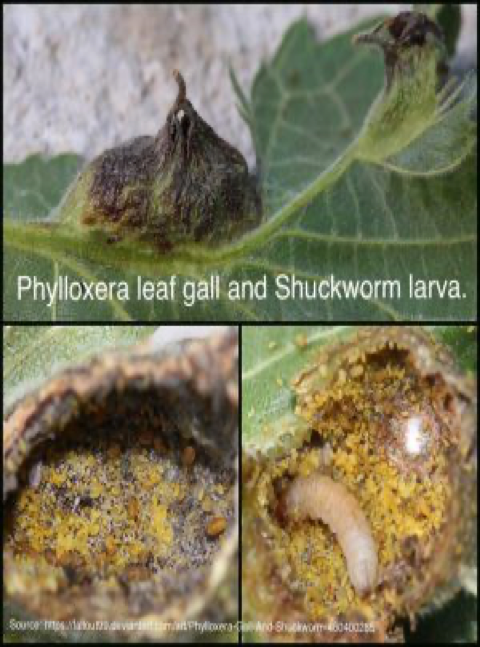 A set of three images showing a worm growing inside a pecan.