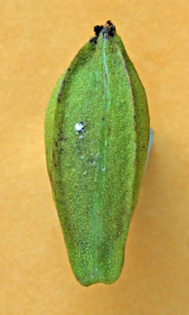 A green pecan laying on a yellow table with an arrow to a white spot on the pecan.