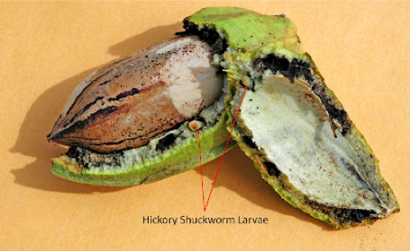 A pecan split open on a yellow table with arrows indicating where there was worm damage to the pecan.