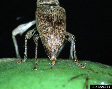 A brown female pecan weevil standing with its head in the air and legs on a pecan in oviposition.