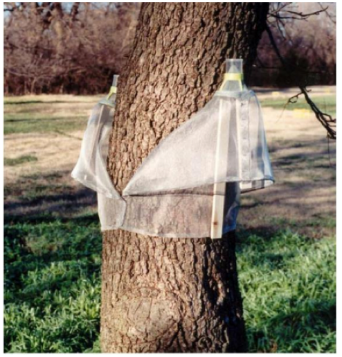 White mesh pecan circle traps on the side of a tree trunk.