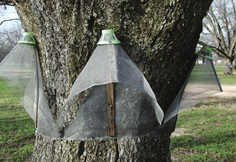 A tree trunk with multiple pecan traps going around the trunk of a large tree.