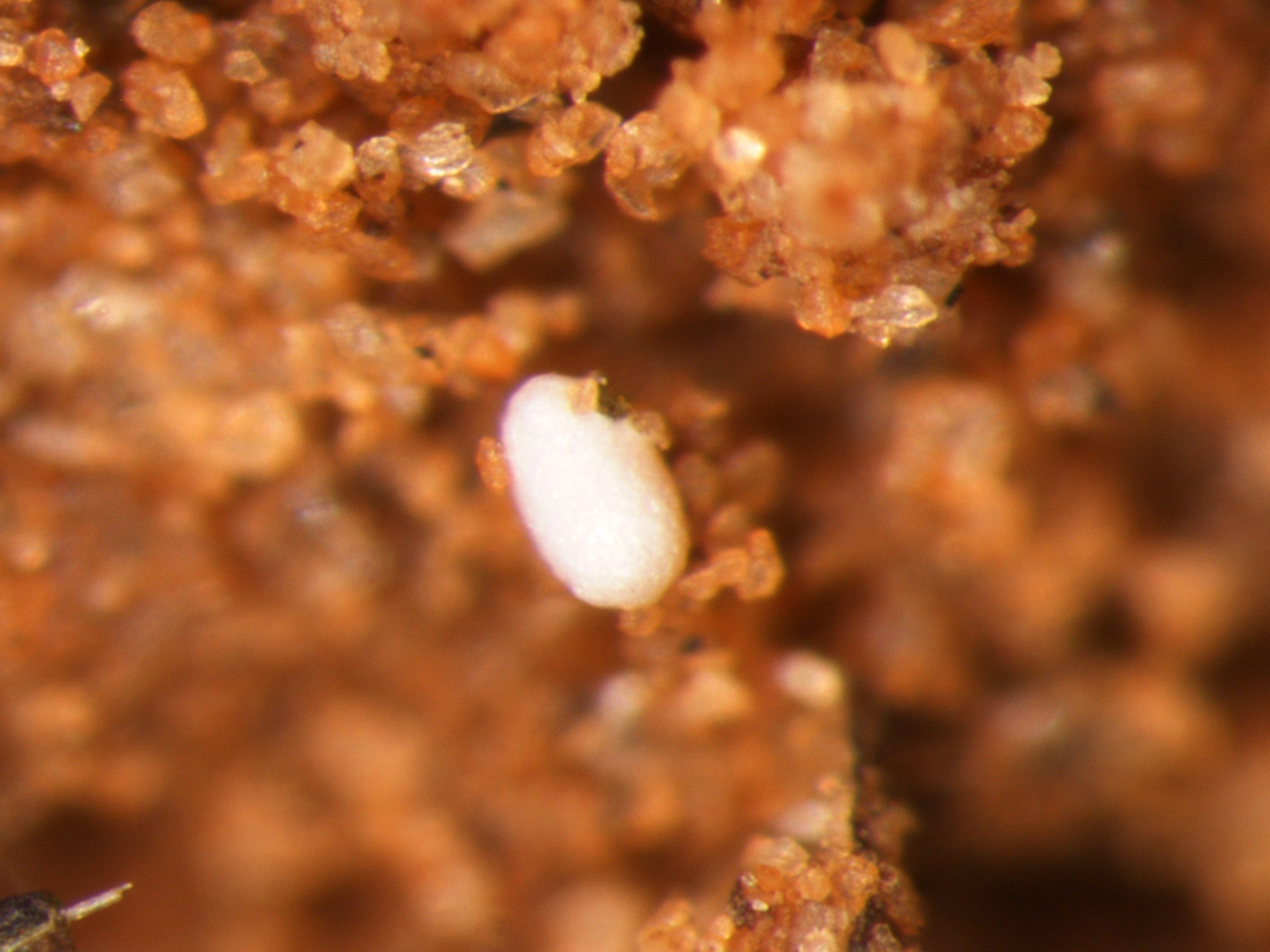 Grain Mites in Wheat March 2022 Oklahoma State University