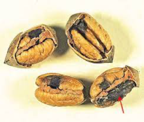 Four pecans laying on a white table, three with a black damage spot and one with half the side of damage.