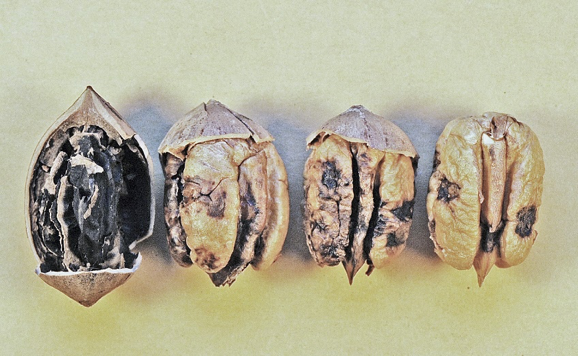 Four pecans laying on a tan table, the first one is almost completely black and the other three have black spots on them.