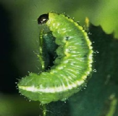 A small green bug with a black head on a leaf.