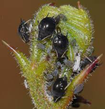 Small black bugs on gathered on the bulb of a plant.