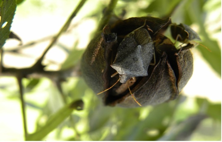 https://extension.okstate.edu/e-pest-alerts/2023/images/dont-forget-late-season-pecan-pests/brown-stink-bug.jpg