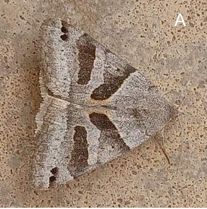 Migratory Moths Invading Homes And Structures Oklahoma State University