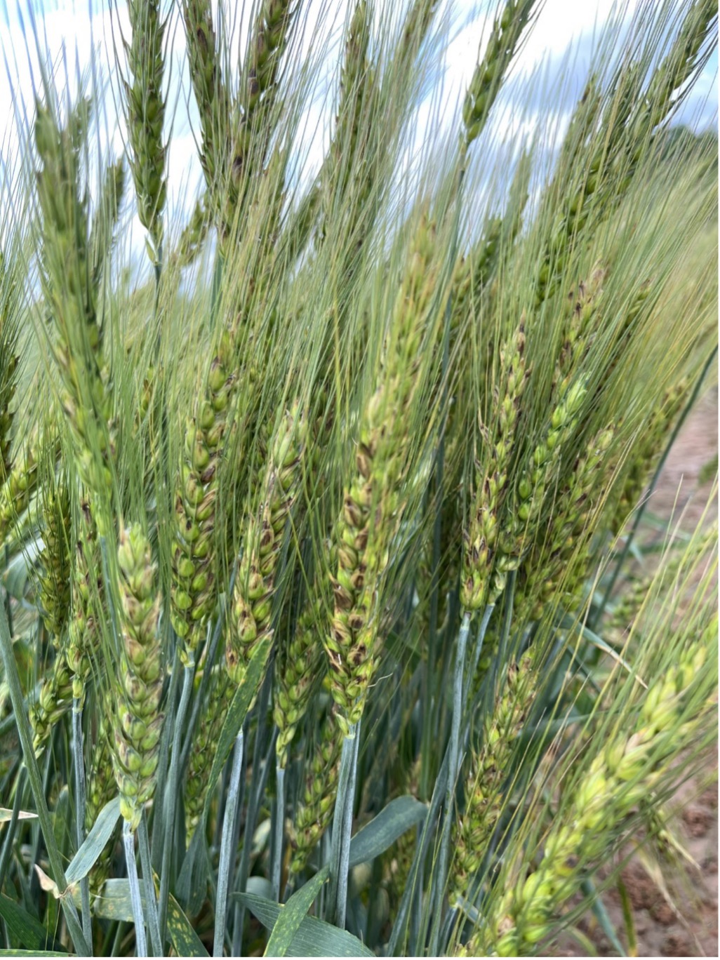 Wheat Disease Update – May 31, 2023 | Oklahoma State University