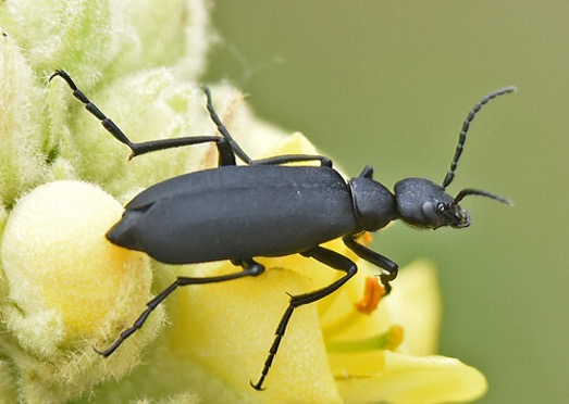 Blister Beetles Activity in Alfalfa, Pasture, and Lawns | Oklahoma ...